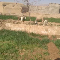 دوراس میش زایده بره نر