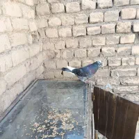 کبوتر فروشی