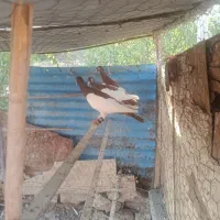 کبوتر پرنده