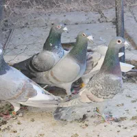 ۵ عدد طاوسیی نامبروان|پرنده|مشهد, شهرک بهارستان|دیوار