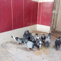 کوله کبوتر فروشی