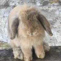 خرگوش پشمالو|موش و خرگوش|سراوان, |دیوار