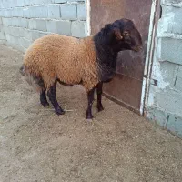 بره قوچ هتروزیگوت