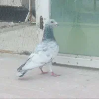 سار هفت رنگ نر