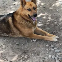 سگ نگهبان