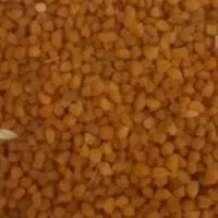 با سلام فروش نخود قرمز