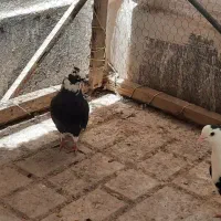 کبوتر یا کفتر