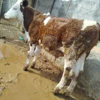 گوساله نر سیمینتال