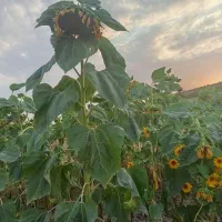 تخمه آفتاب گردان کله قوچی آجیلی