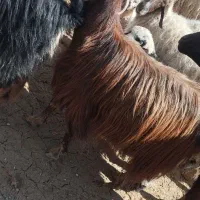 بز جوان|حیوانات مزرعه|درمیان, |دیوار