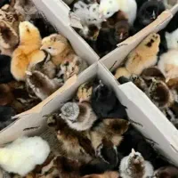 اردک 37جوجه رنگی، گردن لیت،گلپیگانی، کاکلی، تاجدار|حیوانات مزرعه|خورموج, |دیوار