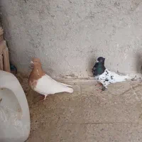 کفتر کله ماده