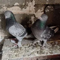 کبوتر ترکیه