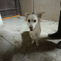 معاوضه بامرغ یاعروس هلندی یاکوتوله