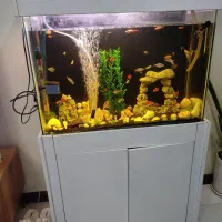 آکواریوم کامل با پایه و ماهی ،اکواریوم ماهی رنگی