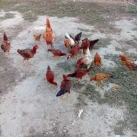 مرغ و خروس فروشی