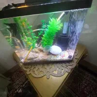 شیشه آکواریوم|ماهی|آذرشهر, |دیوار