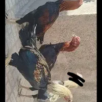 خروس لاری اصل قلم سبز فروشی جوون|حیوانات مزرعه|تربتحیدریه, رباط سفلی|دیوار