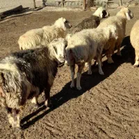 ۶تا میش ترکی  داشتی