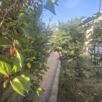 باغ-گتوند-1600متر-عقیلی-تفکیک-شده-اماده-بهربرداری