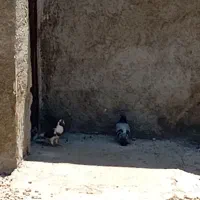 کبوتر پلاکی