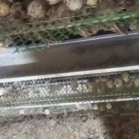 تخم بلدرچین نطفه دار|حیوانات مزرعه|زاهدان, |دیوار