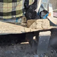 مرغ و خروس محلی|حیوانات مزرعه|خورموج, |دیوار