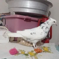 فروشی|پرنده|دلیجان, |دیوار