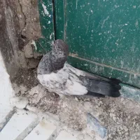 کبوتر پاکستانی|پرنده|سرپل ذهاب, |دیوار
