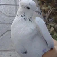 کفتر مسافتی