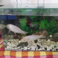 معاوضه با ماهی گوشتخوار هرچی باشه