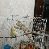 عروس هلندی|پرنده|مشکین‌دشت, |دیوار