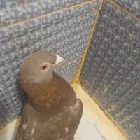 یه کفترسرکه ی  غریب گیریه بکارم نمیاد