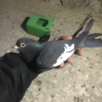 جفت کبوتر سرک