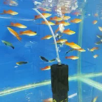 ماهی گوشتخوار و گیاهخوار|ماهی|شیراز, کوشک میدان|دیوار