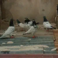 پاکستانی|پرنده|عسلویه, |دیوار
