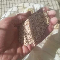 گندم پوست کنده
