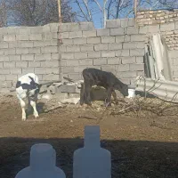 گوساله 1ماهه|حیوانات مزرعه|میان ولایت, |دیوار