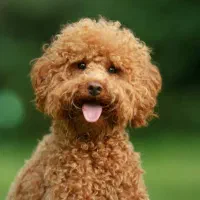 توله.  سگ پودل  نر