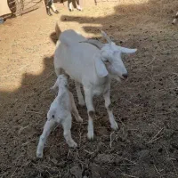 بز سانن وپاکستانی زاییده شیرمست|حیوانات مزرعه|نیمبلوک, |دیوار