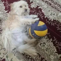 صگ خارجی باهوش