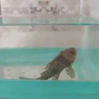 لجن خوار آکواریوم