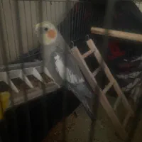 عروس هلندی نر|پرنده|خرمدره, |دیوار