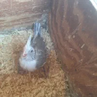 جوجه عروس سرلاکی|پرنده|بندرعباس, |دیوار