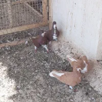 کبوتر شهری|پرنده|بوشهر, |دیوار