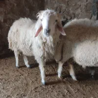 چهار عدد بره قوچ|حیوانات مزرعه|اسلامآباد غرب, |دیوار