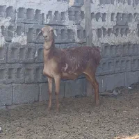 بره برشن سن ۸ماه|حیوانات مزرعه|مهران (هرمزگان), |دیوار