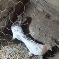 ۴عدد کبوتر پرشی  کله ای ها جفت اون یکی ها نر