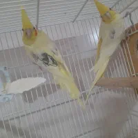 عروس هلندی دوکت لتینو