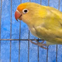 طوطی برزیلی نر|پرنده|رشت, شهرک صبا|دیوار